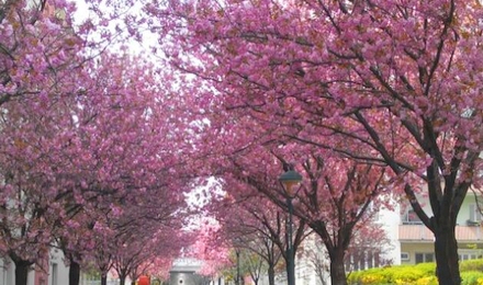 ウィーンの桜並木
