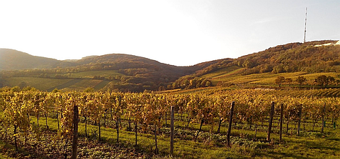 ウィーンの森に広がるワイン畑